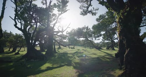 Stunning Views Of Fanal Forest In Madeira, Portugal, Showcasing Its Unique And Ancient Laurel Trees