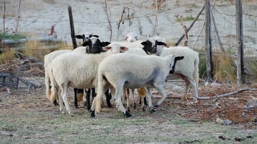 Portrait of group of beautiful sheep in the hay