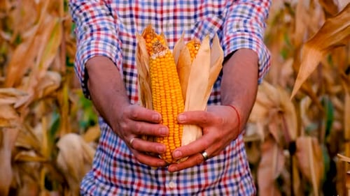 A Man Farmer Harvests Corn in a Field Selective Focus