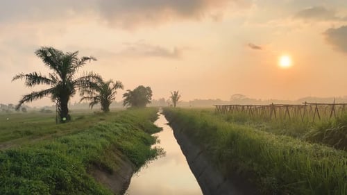 Sunrise With Rice Field View