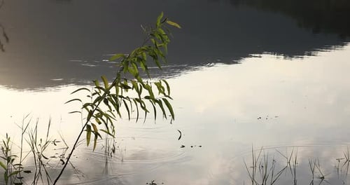 A Green Plant Growing on the Surface of a Lake with Ripples Forming in Thailand