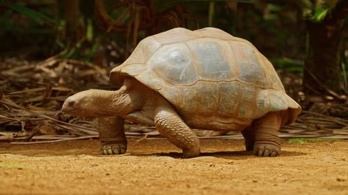 Giant Tortoises an Endangered Species Mauritius Island