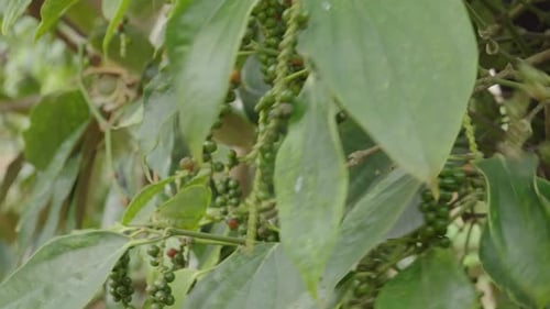Close up of peppercorn in the plant, close up of pepper in its plant vine, no people
