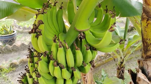 Close-Up of Unripe Bananas Growing on Banana Tree