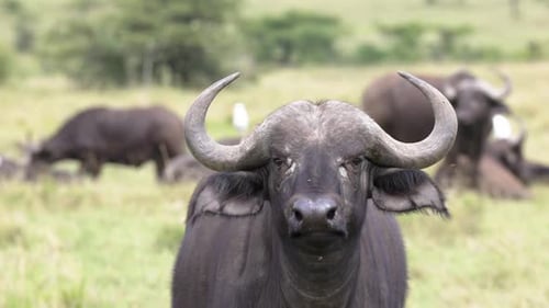 Nahaufnahme von Cape Buffalo, das in Zeitlupe starrt, Masai Mara Plains