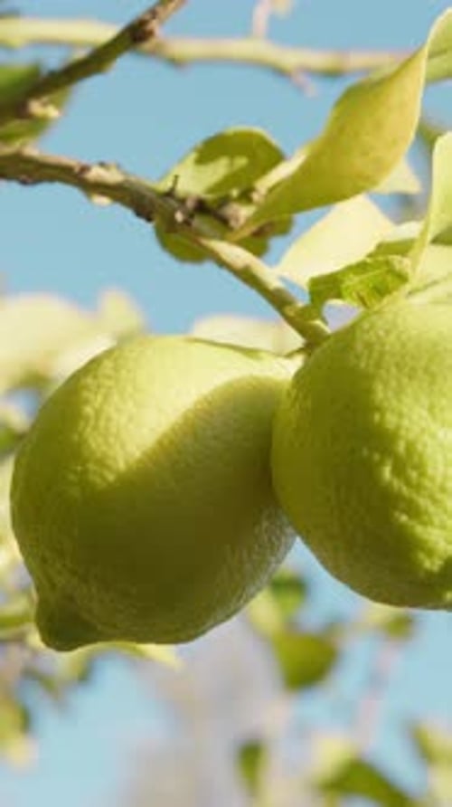 Close up of Unripe Green Lemons on a Branch