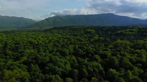 Aerial Top View of Summer Green Trees in Forest Background Caucasus Russia