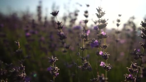 Lavender Field Blooms on a Sunny Day