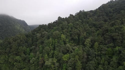 Aerial footage of spruce forest trees on the mountain hills at misty day