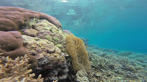 Uma grande formação de coral com uma anêmona vibrante estendendo seus tentáculos.