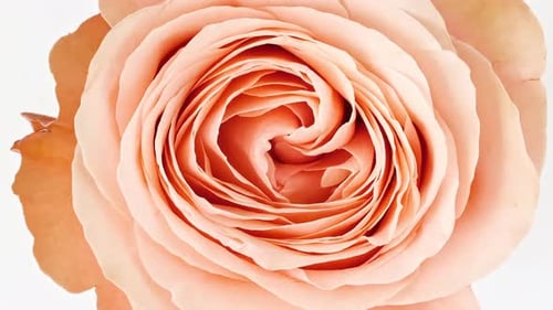 Colorful Flowers Blooming in Beautiful Close Up Detail