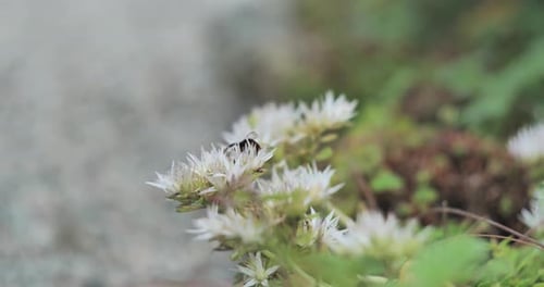Bumblebee looking for nectar on white flower, close up