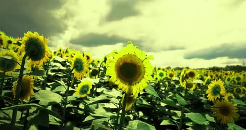 Sunflower Field Under Cloudy Sky Showing Vibrant Yellow Blooms
