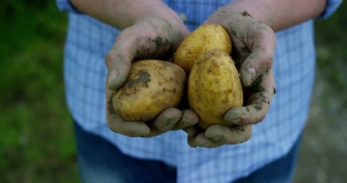 Dirt Covered Hands Holding Freshly Harvested Potatoes