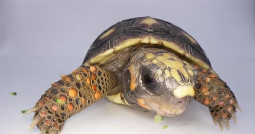 Turtle Tortoise Eating