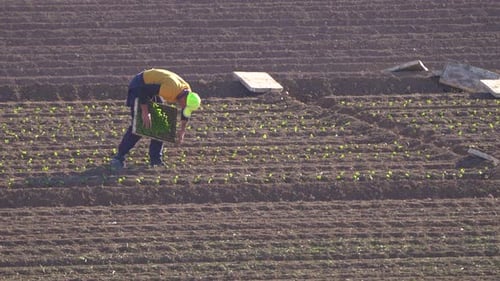Planting lettuce vegetable in agricultural field. Farmworker or farmer produce lettuce and plant the