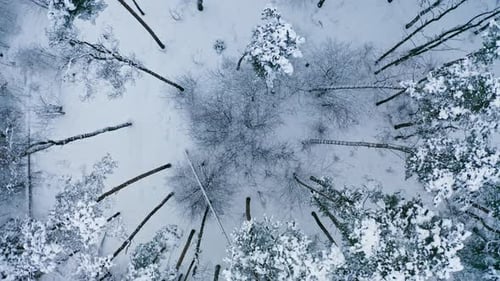 Spin And Rise Above Pine Trees Of Sparse Woodland In Winter Season