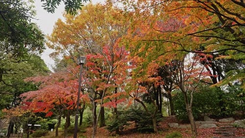 Autumn Park Scenery with Colorful Trees