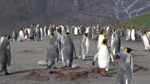 KIng penguin Colony with chicks