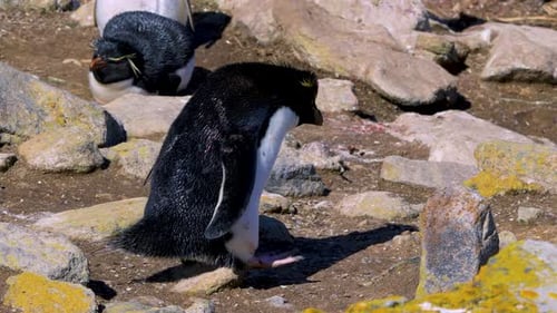 Penguins Leaping on New Island Falkland Islands Wildlife Scene.