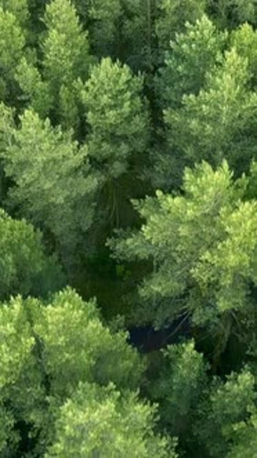 Top View of Tops of Coniferous Forest in Summer Clip Beautiful Coniferous Forest with Green Trees