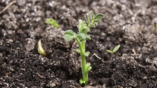 2K - Growing Plant Chickpeas
