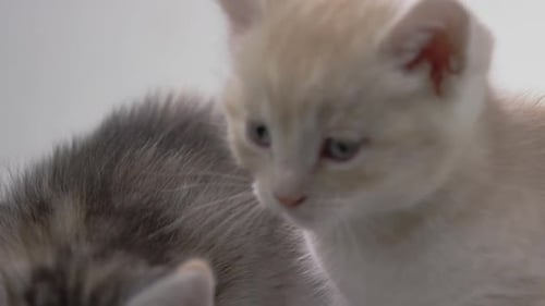 Two Adorable Kittens Posing in Studio