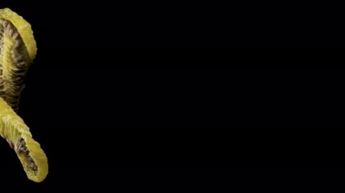 dried kiwi rotate, on a black background close-up. In move