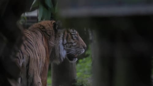 Sumatran Tiger Roaring in a Dense Forest