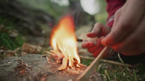 Close Up of Hands of Survivalist Feeding Fire Flame with Wood Shavings in Forest