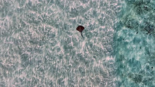Stingray nageant dans une eau de mer cristalline par une journée ensoleillée aux Philippines. vue aérienne de haut en bas