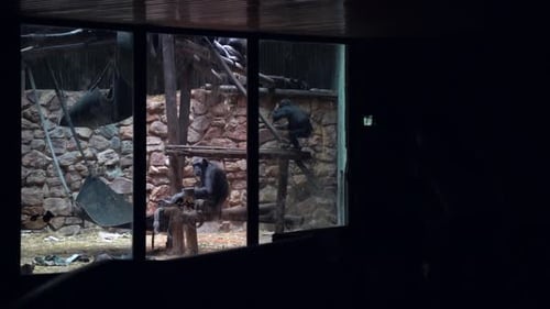 Schimpanse klettert im Zoogehege, langsame Serienaufnahme