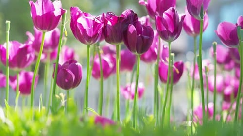 Purple Tulips Bloom in a Beautiful Spring Garden