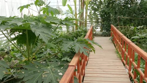 Panning shot over small wooden bridge and various green plants inside an orangery. The conservatory