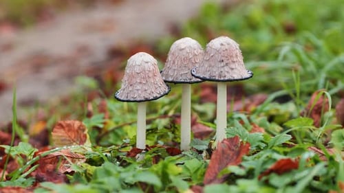 Shaggy Ink Cap Mushrooms Growing Amid Verdant Grass Scattered Autumn Leaves Painting Woodland Ground