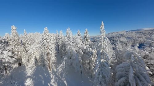 Beautiful Snowy Trees in Frosty Mountain Forest