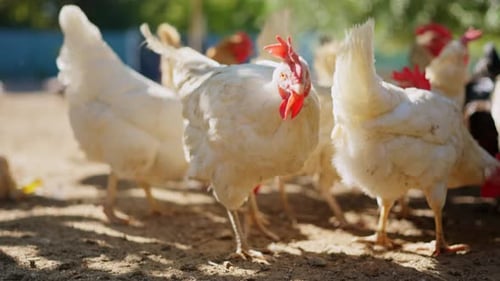 White Broiler Chicken Foraging on a Farm in a Sunny Day