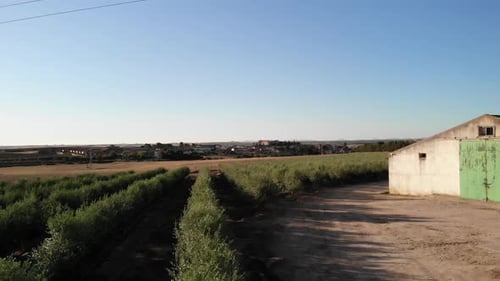Olive Farm aerial view in Spain