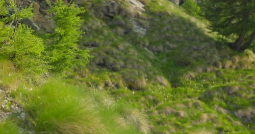 Backpacker Trekking On Path In Fellaria Valley, Valmalenco, Italy. rack focus, tracking shot