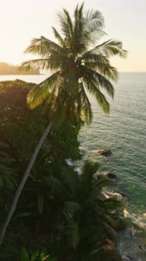 Waves of Sea and Rocky Coast at Sunset Palm Trees Azure Water Tropical Trees