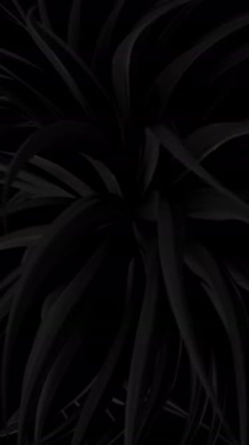 Abstract Fluid Organic Dark Shapes Animation
