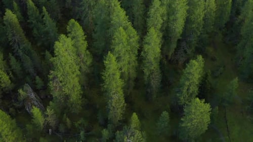 Evergreen Fir Trees with Lush Branches Grow in Forest