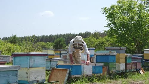 Experienced beekeeper checking his bee hives at the farm. Bees swarming around the man.