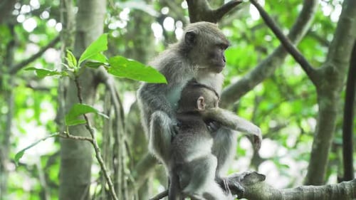 Affen im Wald auf Bali