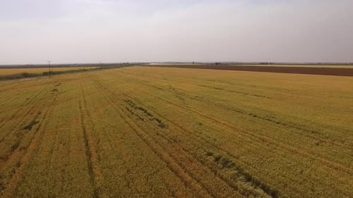 Aerial shot of a large wheat field