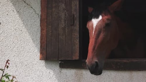 Elegant Brown Horse Peers out of Rustic Window