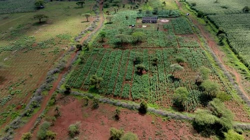 Green Kenya farms, poor settlement settlement africa aerial agronomic plantation.