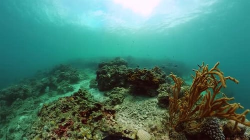 Underwater World with Coral Reef and Fish Marine Sanctuary
