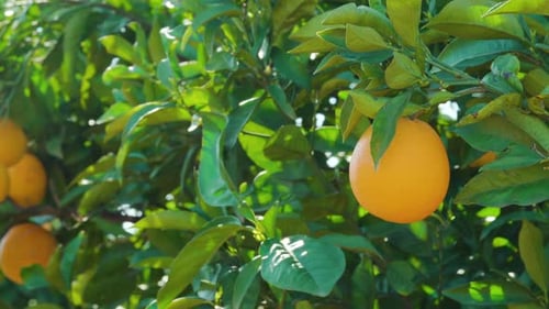 Orange Tree with Ripe Fruits Growing in a Sunlit Orchard