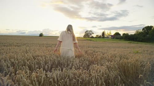 The Concept of Agricultural Grain Wheat Field